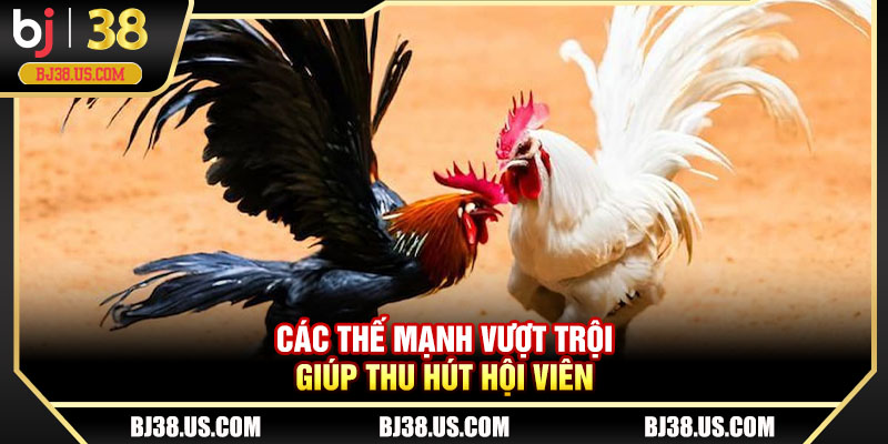 Các thế mạnh vượt trội giúp sảnh đá gà thu hút hội viên
