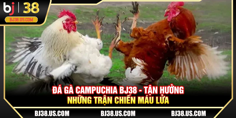 Đá gà Campuchia