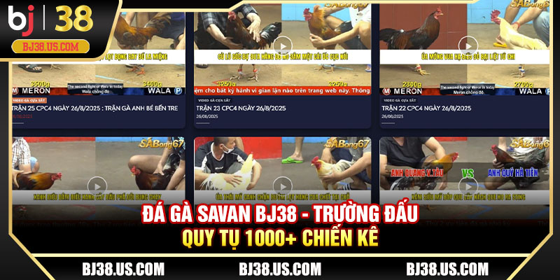 Đá gà Savan