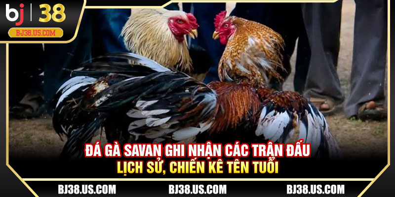 Đá gà Savan ghi nhận các trận đấu lịch sử, chiến kê tên tuổi