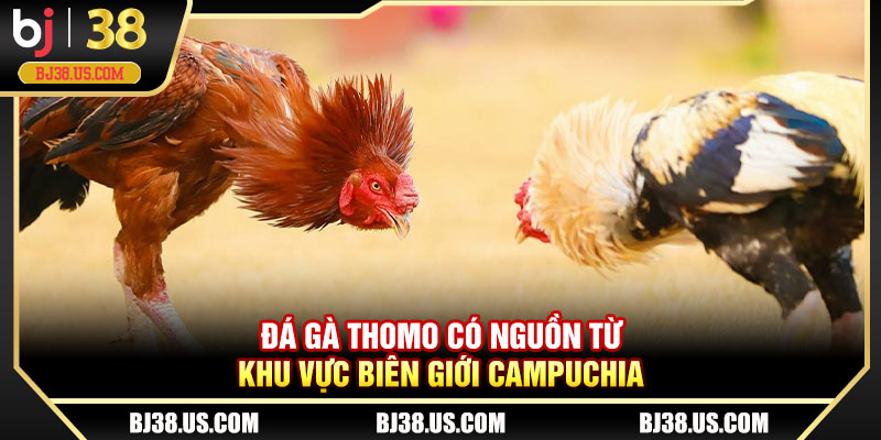 Đá gà Thomo có nguồn từ khu vực biên giới Campuchia