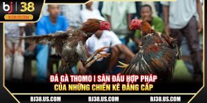 Đá gà Thomo