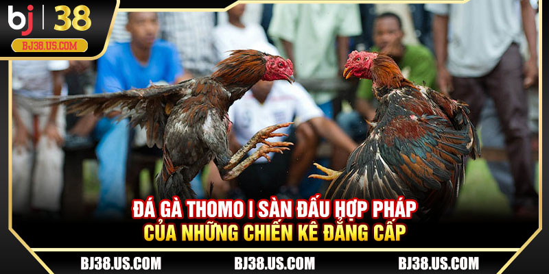 Đá gà Thomo