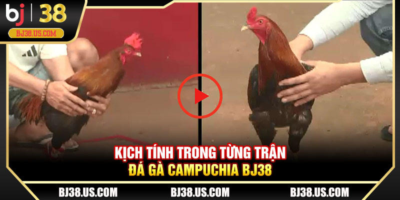 Kịch tính trong từng trận đá gà Campuchia BJ38