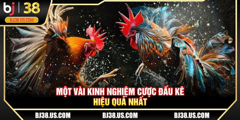 Một vài kinh nghiệm cược đấu kê hiệu quả nhất 