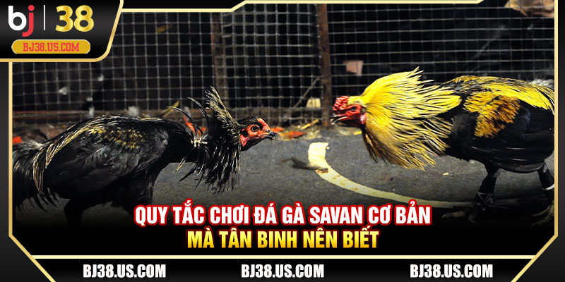 Quy tắc chơi đá gà Savan cơ bản mà tân binh nên biết