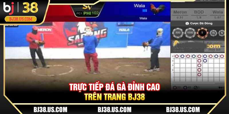 Trực tiếp đá gà đỉnh cao trên trang BJ38