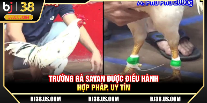 Trường gà Savan được điều hành hợp pháp, uy tín